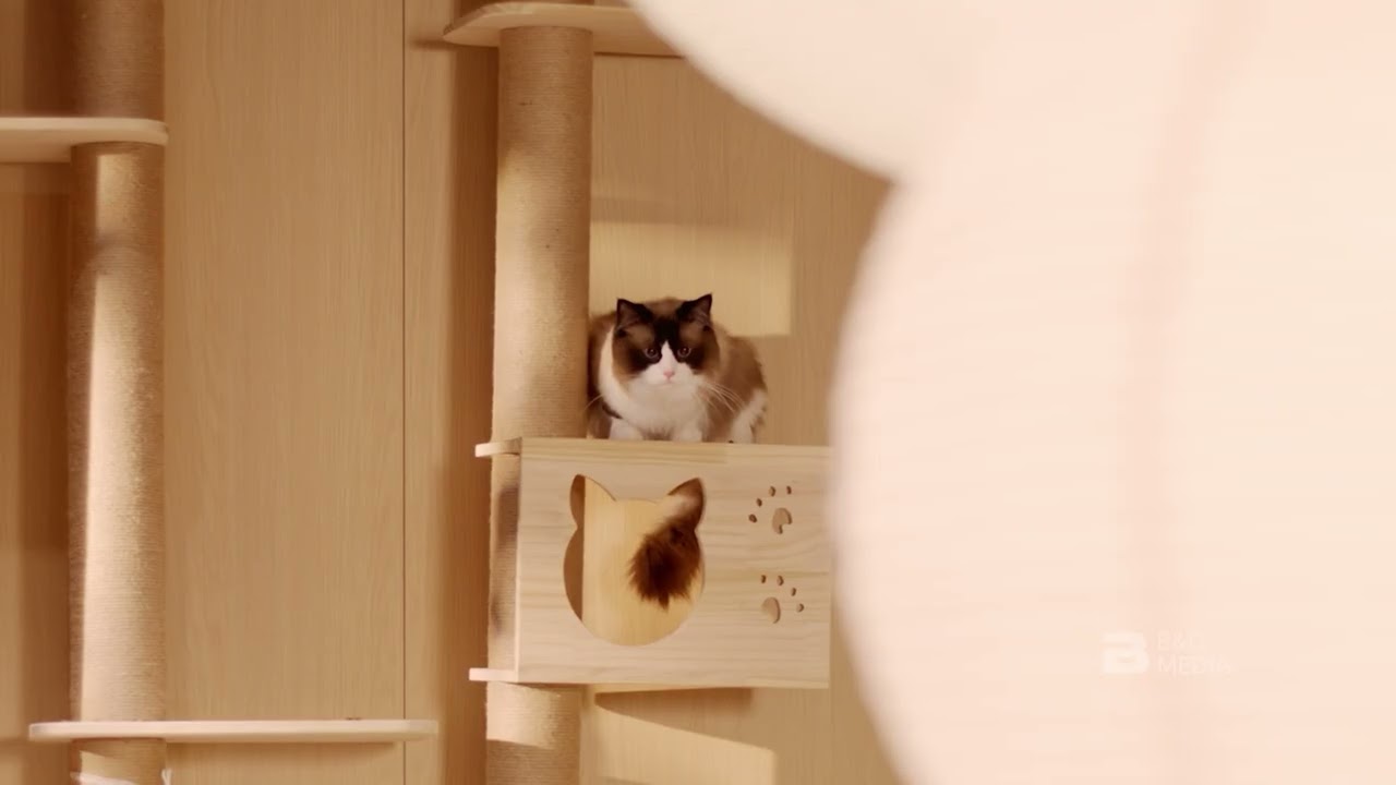 When the Cat Becomes Your Boss - A Day in the Ad Agency Life