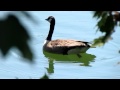 Kanadagans Branta Canadensis