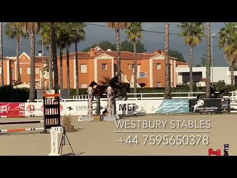 Djoko Z- 2016 Stallion (Dominator X Darco)