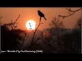 Jazz - "Blackbird" by Paul McCartney (1968 ...