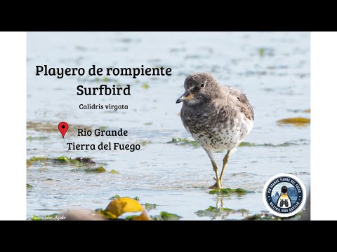 Playero de Rompiente en Tierra del Fuego. Surfbird in Tierra del Fuego.