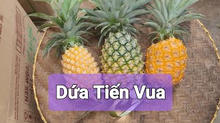 #Dứa Vua của các loại quả mọng