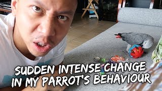 Sudden Intense Change in My Parrot