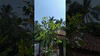 Download lagu #shorts #videos #bali #lagubali #pkm #indonesia #pulauseribu #ll mp3