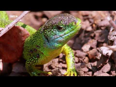 Fahr mal hin! Wildes Elsass Doku (2018)