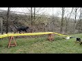 Rottweiler welpen kaufen