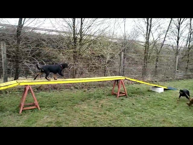 Rottweiler welpen kaufen