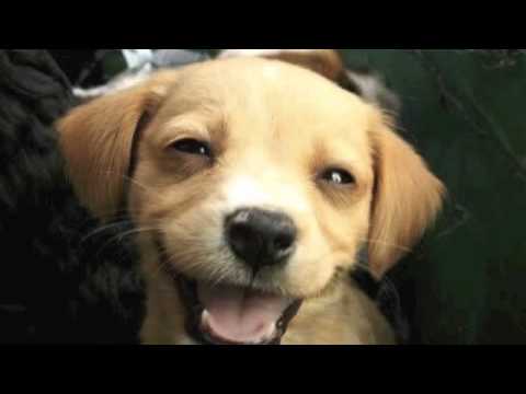 The Laughrica Project - Clean Humor | Volume 1