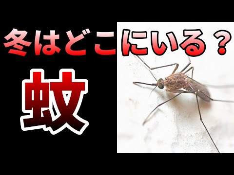 イエカについて詳しく解説