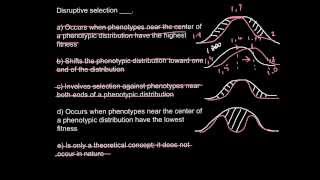 Population Genetics. What is Disruptive Selection?