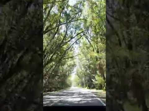 Túnel Verde...Indo para Praia!#edit#quintao#cidreira#magistério#dunasaltas#reidopeixe#riograndedosul