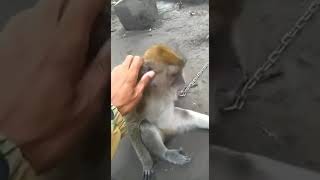 Download lagu Story wa lucu || #Ekspresi monyet galau mp3 Download lagu Story wa lucu || #Ekspresi monyet galau mp3