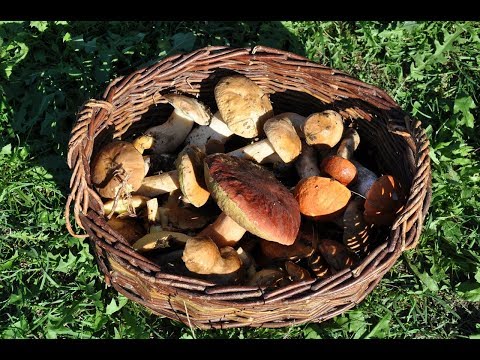Żelatyna dla stawów w kulturystyce E skośne