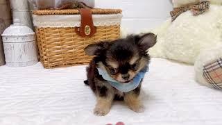 チワワ（ロング）の動画01