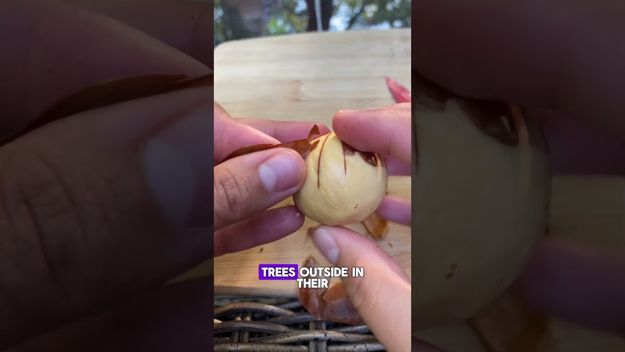 How to Germinate an Avocado Seed: Step-by-Step Guide 🥑🌱#avocado #seed #germinate #process