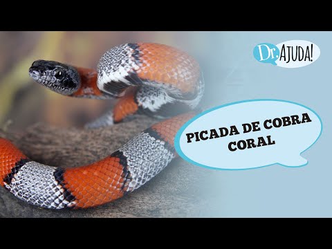 PICADA DE COBRA CORAL: O QUE ACONTECE? O QUE FAZER?