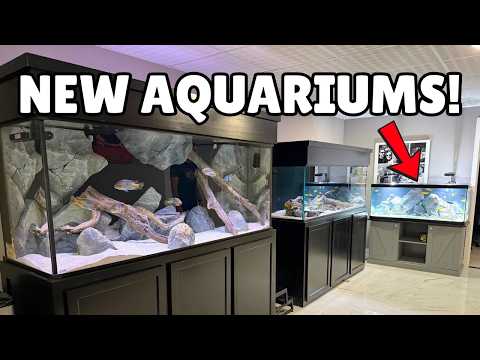 New 75 Gallon Cichlid Tank Setup – HUGE Upgrade in the Fish Room!