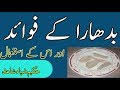 Badhara K Fawaid Ur Us K Istemal بدھارا کے فوائد اور اس کے استعمال Urdu H