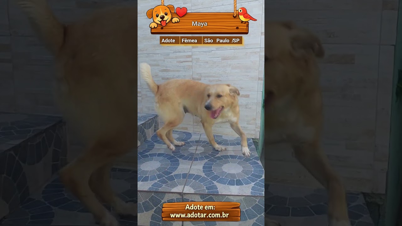 Cachorro raça SRD-ViraLata idade 4 anos nome Maya