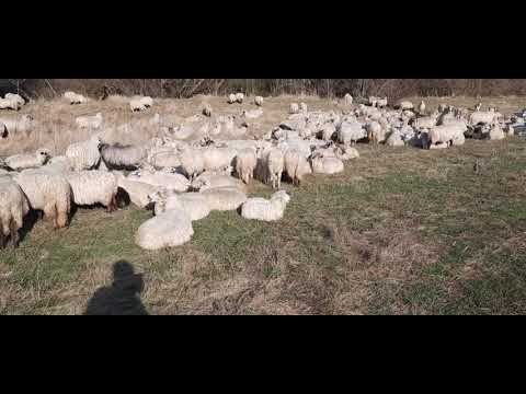 , title : 'Cât  de profitabile sunt  oile RAȚCA  . O rasă diferită de oi  pe cale de  dispariție  în România'