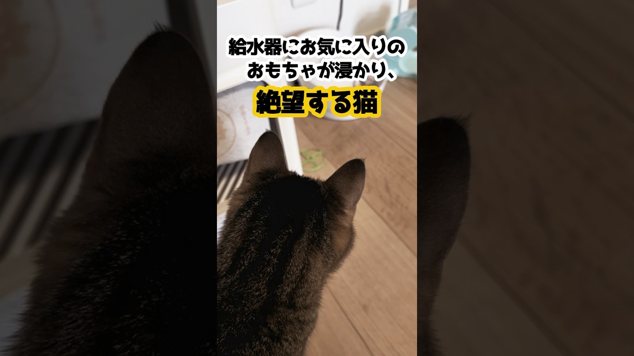 困っている猫を助けた代償がこれ。 #保護猫 #猫のいる暮らし #cat #shorts