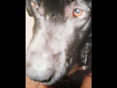 bibiou on t'oubliera jamais