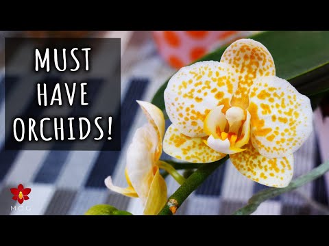 Amazing Phalaenopsis Orchids you should have!