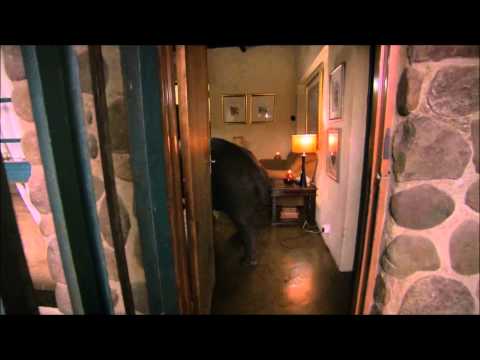 Karl Pilkington gets reminded of his girlfriend, Suzanne, when he sees a hippo from behind.