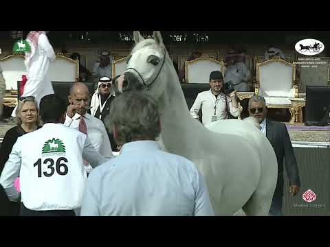 N 136 CARMINE AL KHALED   King Abdulaziz Arabian Horse Center Show 2021   Mares 7 9 Years Old Class