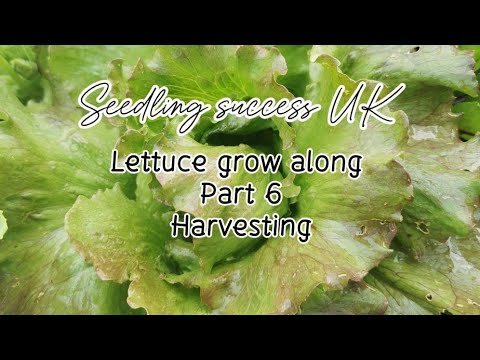 How to grow lettuce from seed for year round harvest - harvesting - UK