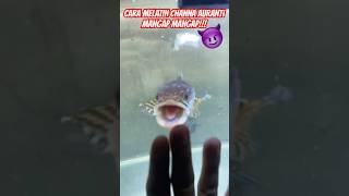 Download lagu CARA MELATIH CHANNA AURANTI MANGAP MANGAP #channa #shortvideo #auranti #lake #fish #fishing #shorts mp3 Download lagu CARA MELATIH CHANNA AURANTI MANGAP MANGAP #channa #shortvideo #auranti #lake #fish #fishing #shorts mp3
