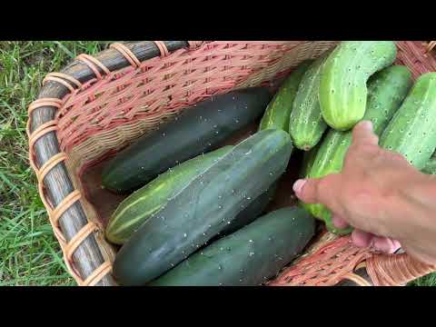 Top Tips for HUGE Cucumber Harvest and Saving Cucumber Seeds