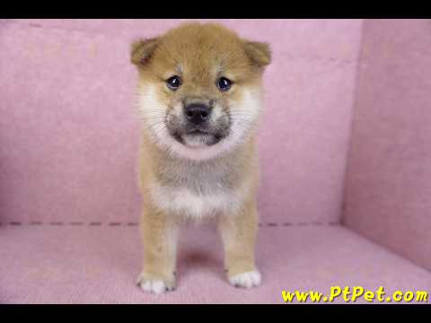 10/15赤色柴犬公幼犬1號