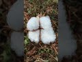 Paruthi Chedi பருத்தி செடி Cotton Plant பணப்பயிர்
