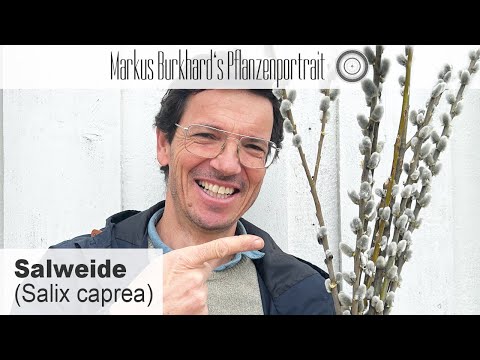 The local miracle plant against pain - Salix caprea, goat willow, pussy willow