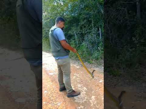 Soltura da papa pinto 😲 @viana_vagner.bio