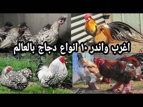 , title : 'اغرب واندر 10 انواع دجاج بالعالم 2020'