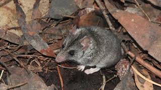 Finding the Kangaroo Island dunnart