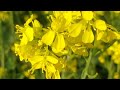 Tu Hi Haqeeqat Lofi Instrumental Ringtone Download Sad Instrumental