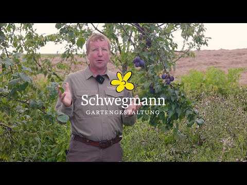 Gartengestaltung Schwegmann – perfekte Pflaumen von der Wangenheims Frühzwetsche