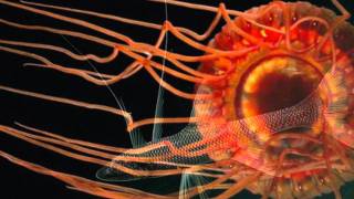 Allan Holdsworth -  How Deep Is The Ocean