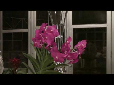 FLOR DE JASMIM - FLOR DE JAGUBE - PAD.ALFREDO 136