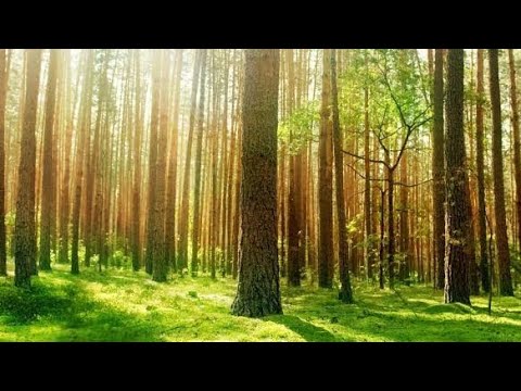 Taal Tomaler Bon - Lalon Band