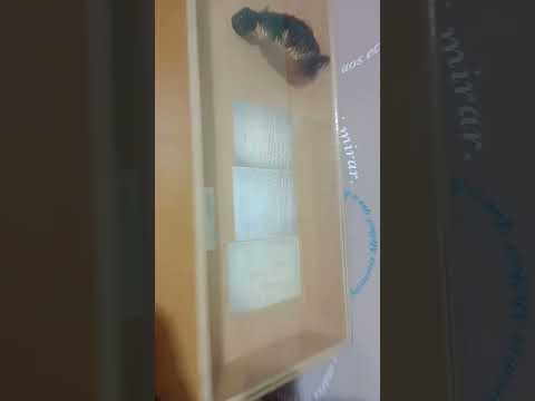 Museu em Casemiro de Abreu Rj