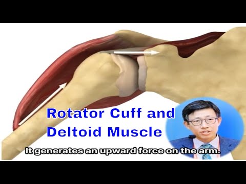 Coronal Plane Deltoid And Rotator Cuff: How To Generate Force