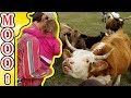 Fun Day At The FARM Soteria Rapha Feed The Cows Outdoor ADVENTURE