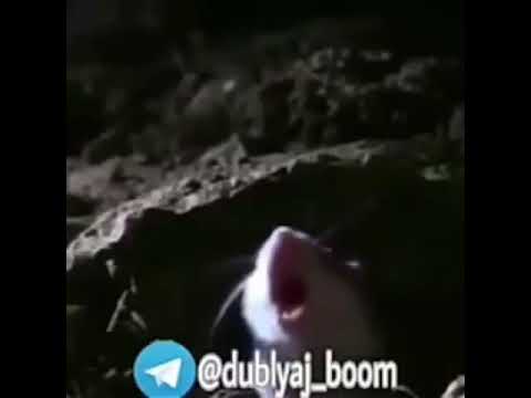 Alish qattasan krisa