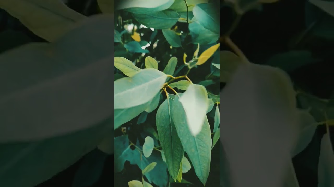 Feel the Vibe ❤️✨Nature video status🌿