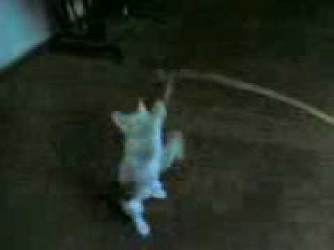 Ilayathalabathi Vijay playing cricket at home (cat)