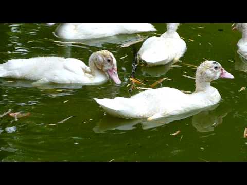 Panasonic Lumix DMC-ZR1 Video Test